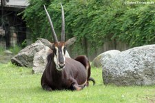 Rappenantilope (Hippotragus niger niger) im Zoologischen Garten Berlin