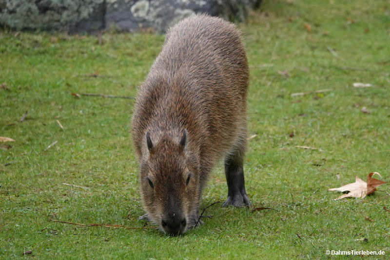 Wasserschwein
(Hydrochoerus hydrochaeris) Hydrochoerus hydrochaeris