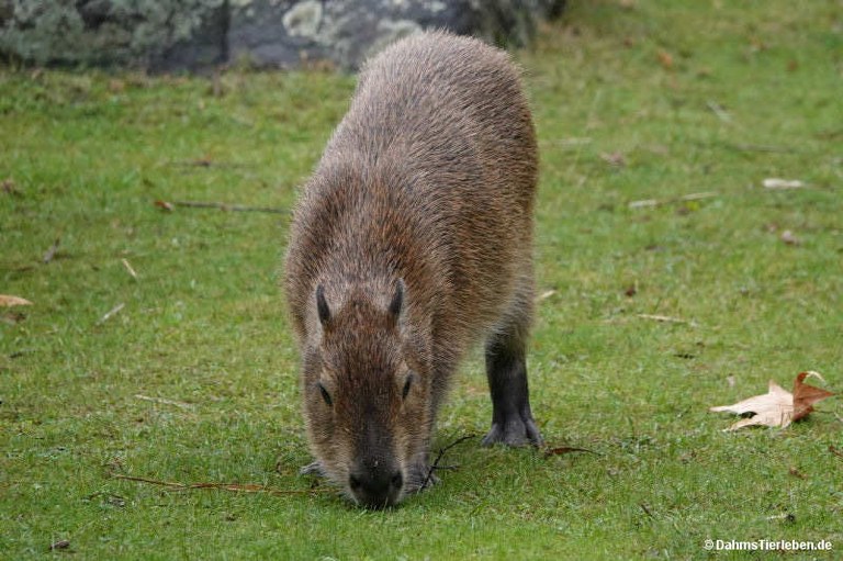 Hydrochoerus hydrochaeris