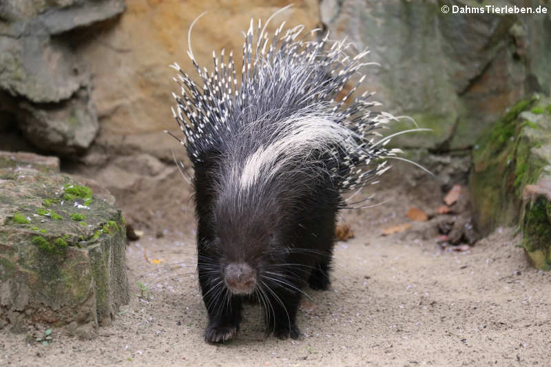 Südafrikanisches Stachelschwein
(Hystrix africaeaustralis) Hystrix africaeaustralis