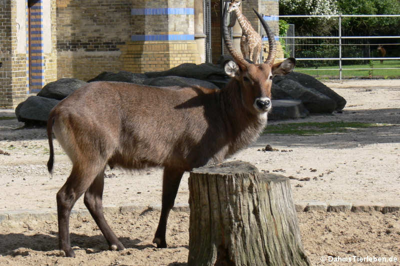 Defassa-Wasserbock
(Kobus ellipsiprymnus defassa) Kobus ellipsiprymnus defassa