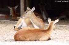 Kafue-Letschwe (Kobus leche kafuensis) im Zoologischen Garten Berlin