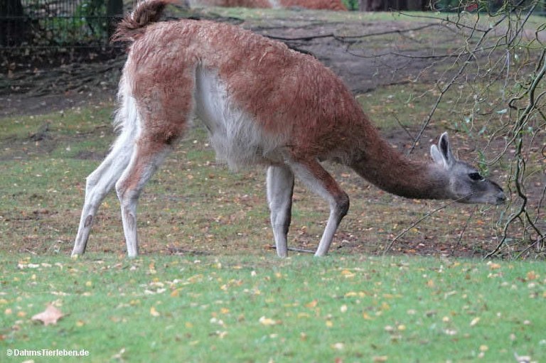 Lama guanicoe