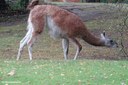Lama guanicoe
