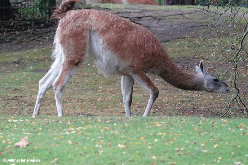 Lama guanicoe