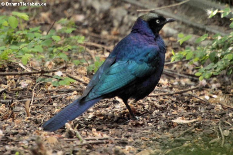 Lamprotornis purpuropterus