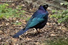 Schweifglanzstar (Lamprotornis purpuropterus) im Zoologischen Garten Berlin