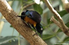 Königsglanzstar (Lamprotornis regius) im Zoologischen Garten Berlin