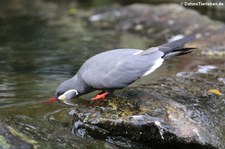 Inkaseeschwalbe (Larosterna inca) im Zoologischen Garten Berlin