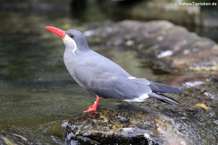 Larosterna inca