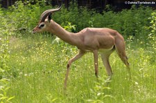 Südliche Giraffengazelle (Litocranius walleri walleri) im Zoologischen Garten Berlin