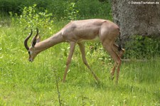 Südliche Giraffengazelle (Litocranius walleri walleri) im Zoologischen Garten Berlin