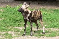 Afrikanischer Wildhund (Lycaon pictus) im Zoologischen Garten Berlin