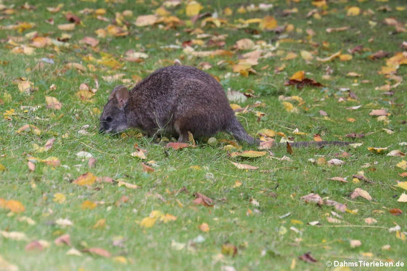 Macropus parma