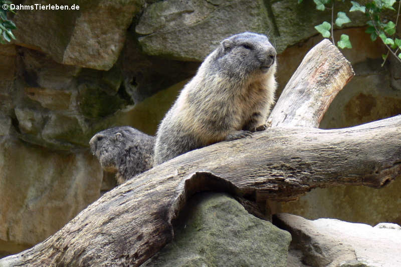 Alpenmurmeltiere
(Marmota marmota marmota) Marmota marmota marmota