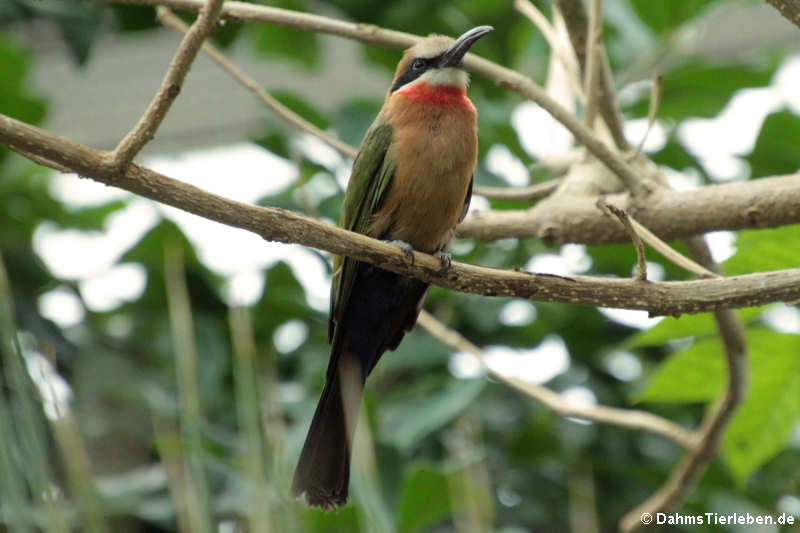 Merops bullockoides