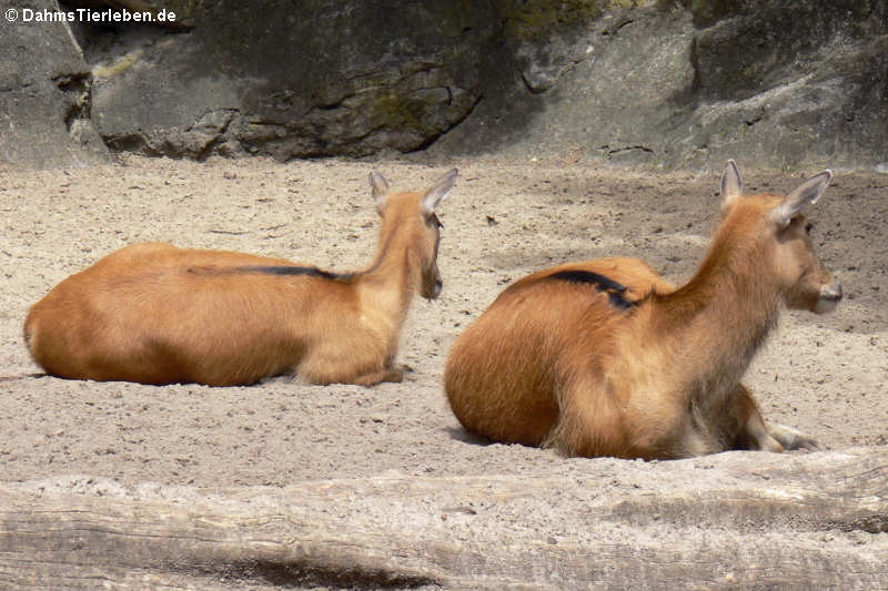 Moschus moschiferus