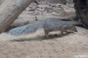 Mungotictis decemlineata