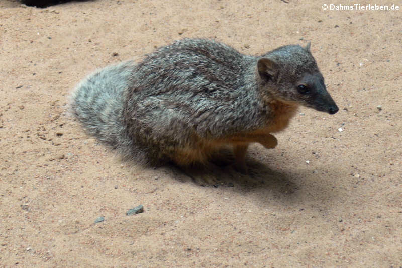 Mungotictis decemlineata decemlineata-1