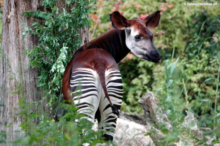 Okapia johnstoni