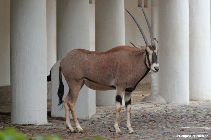 Oryx beisa beisa