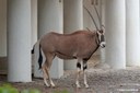 Oryx beisa beisa