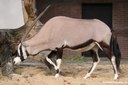 Oryx beisa beisa