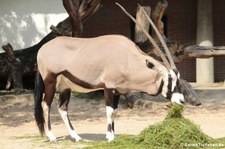 Südafrikanischer Spießbock (Oryx gazella) im Zoologischen Garten Berlin