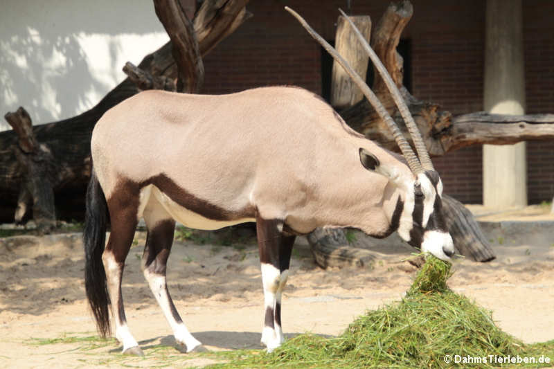 Südafrikanische Oryxantilope
(Oryx gazella) Oryx gazella