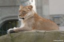 Panthera leo