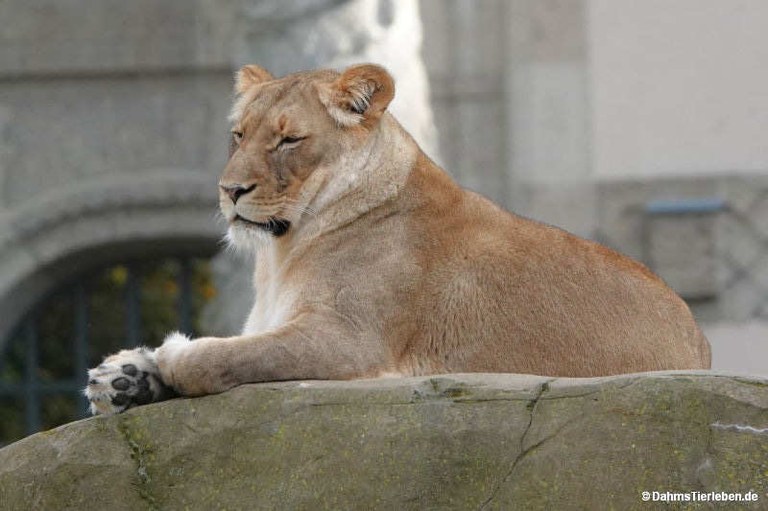 Panthera leo