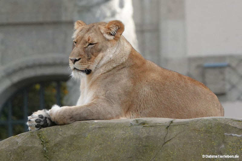 Panthera leo