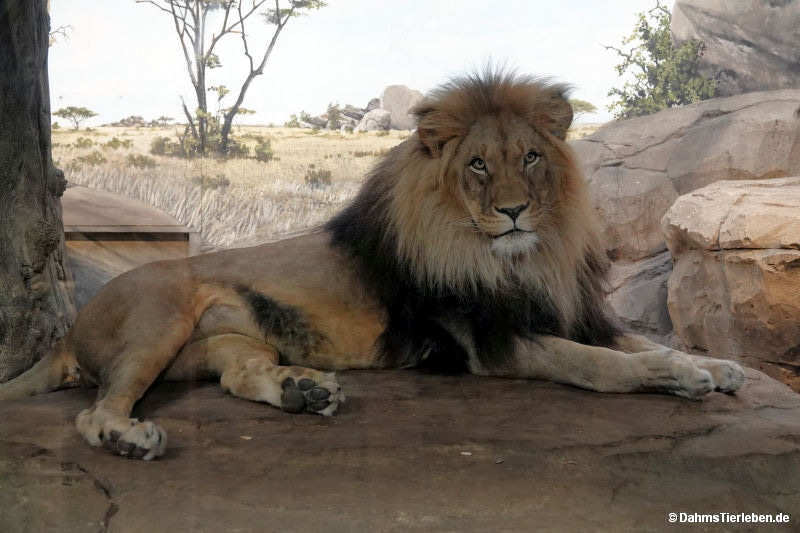 Afrikanischer Löwe
(Panthera leo) Panthera leo