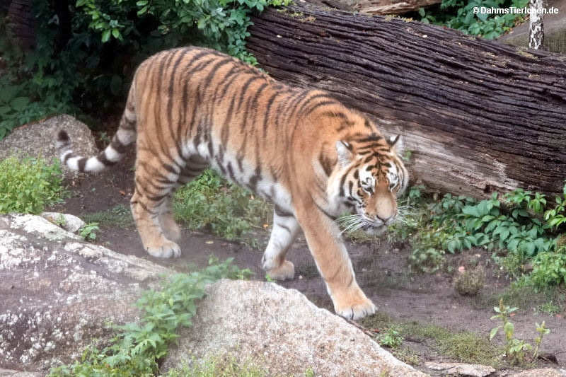 Amurtiger
(Panthera tigris altaica) Panthera tigris altaica