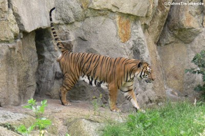 Indochinesischer Tiger (Panthera tigris corbetti)