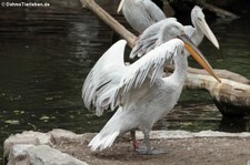 Krauskopfpelikan (Pelecanus crispus) im Zoo Berlin