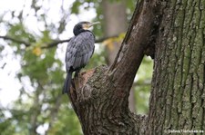 Großer Kormoran (Phalacrocorax carbo sinensis) in Berlin