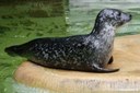 Phoca vitulina