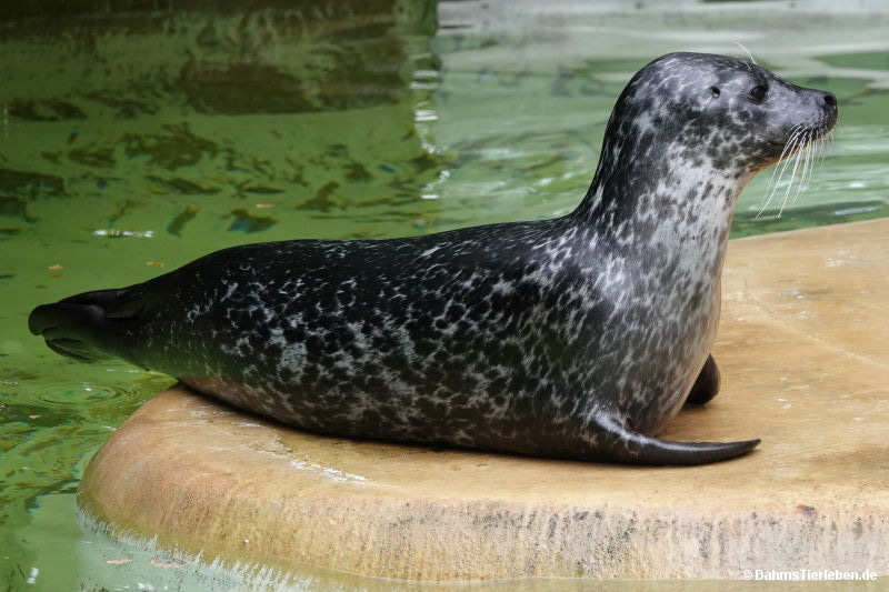 Seehund
(Phoca vitulina) Seehund (Phoca vitulina)