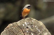 Gartenrotschwanz (Phoenicurus phoenicurus phoenicurus) auf dem Gelände des Zoologischen Gartens in Berlin