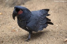 Palmkakadu oder Arakakaku (Probosciger aterrimus) im Zoologischen Garten Berlin