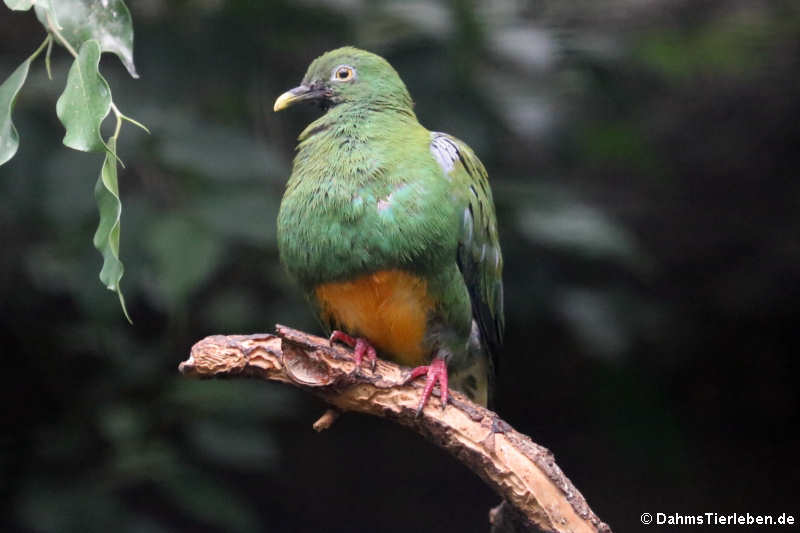 Ptilinopus iozonus humeralis-1