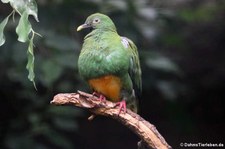 Westliche Orangebauch-Fruchttaube (Ptilinopus iozonus humeralis) im Zoologischen Garten Berlin