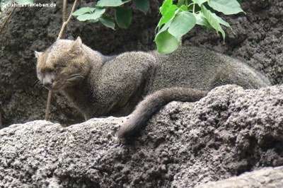 Jaguarundi oder Wieselkatze (Puma yagouaroundi)