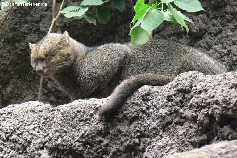Puma yagouaroundi