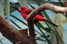 männl. Brasiltangare(Ramphocelus bresilius) im Zoologischen Garten Berlin