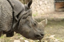 Panzernashorn (Rhinoceros unicornis) im Zoologischer Garten Berlin