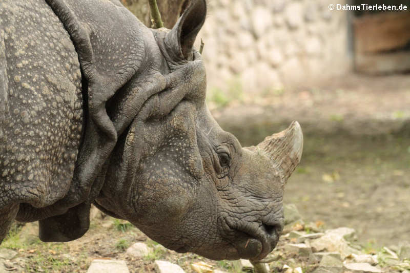 Rhinoceros unicornis