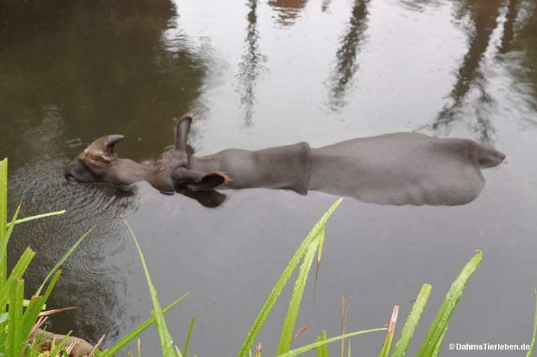 Rhinoceros unicornis