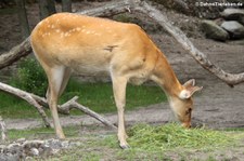 Barasingha (Rucervus duvaucelii) im Zoo Berlin